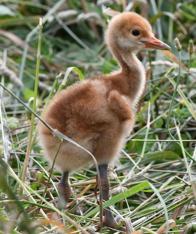 Baby Cranes Called Colts May Be Growing Nearby