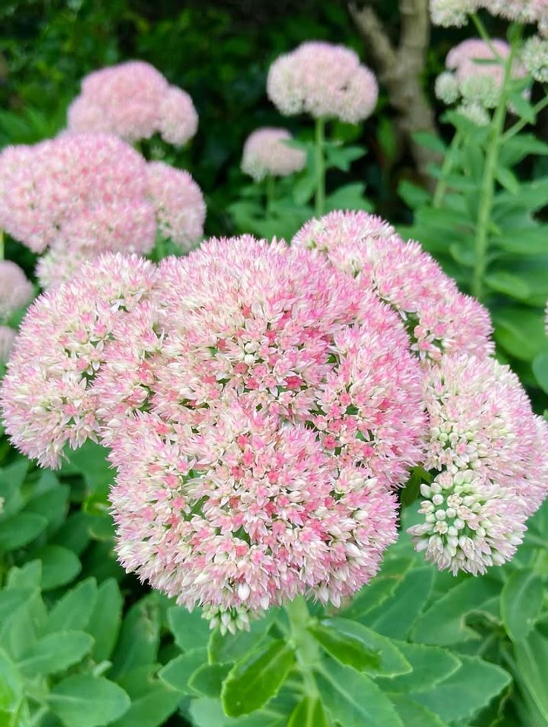 Sedum (Upright Types) Rotting In Wet Seasons