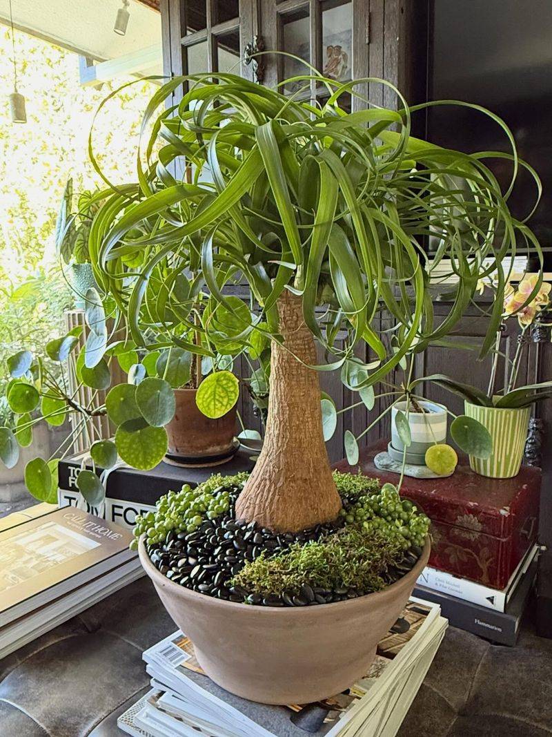 Ponytail Palm Bringing A Fun Shape