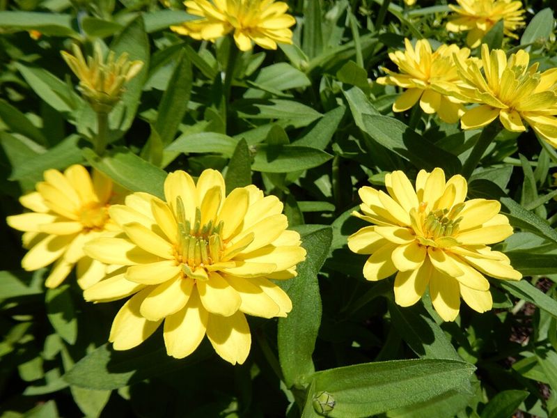 Profusion Series Blooms Continuously With Compact Growth