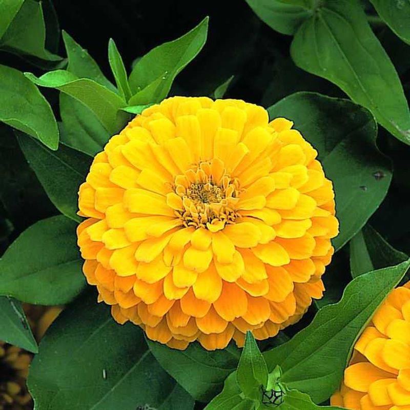 Dreamland Zinnias Add Big Blooms On Compact Plants