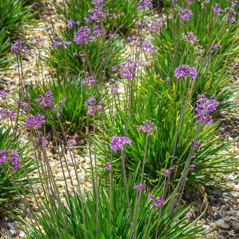 Society Garlic Adds Color With Minimal Care