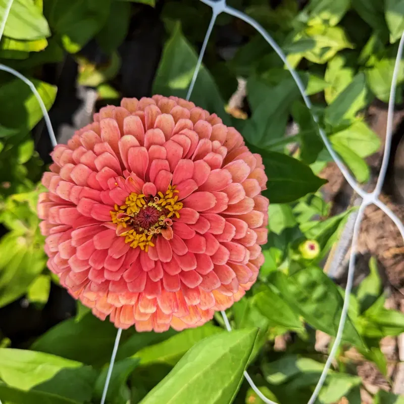 Thumbelina Series Stays Compact And Works In Small Areas