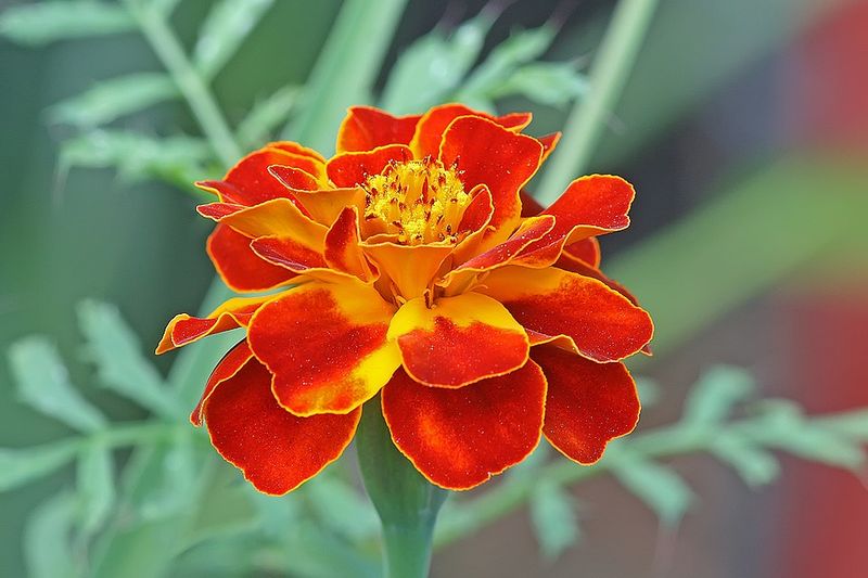 Marigold Brings Vibrant Color And Thrives In Sandy Dry Soils