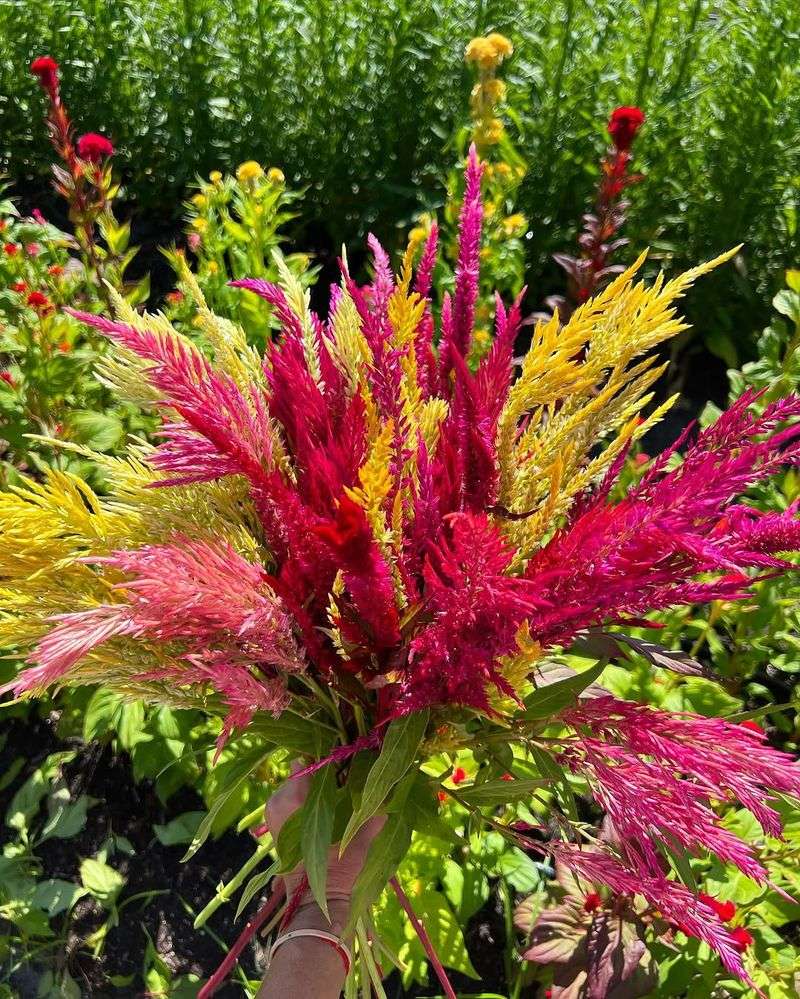 Celosia Unique Texture With Vibrant Hues