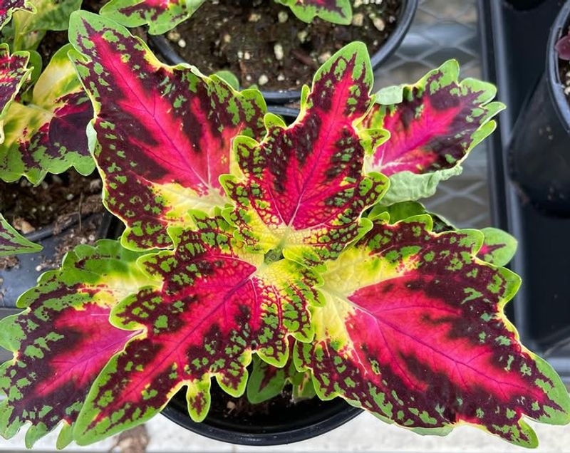 Coleus For Bold Foliage Color