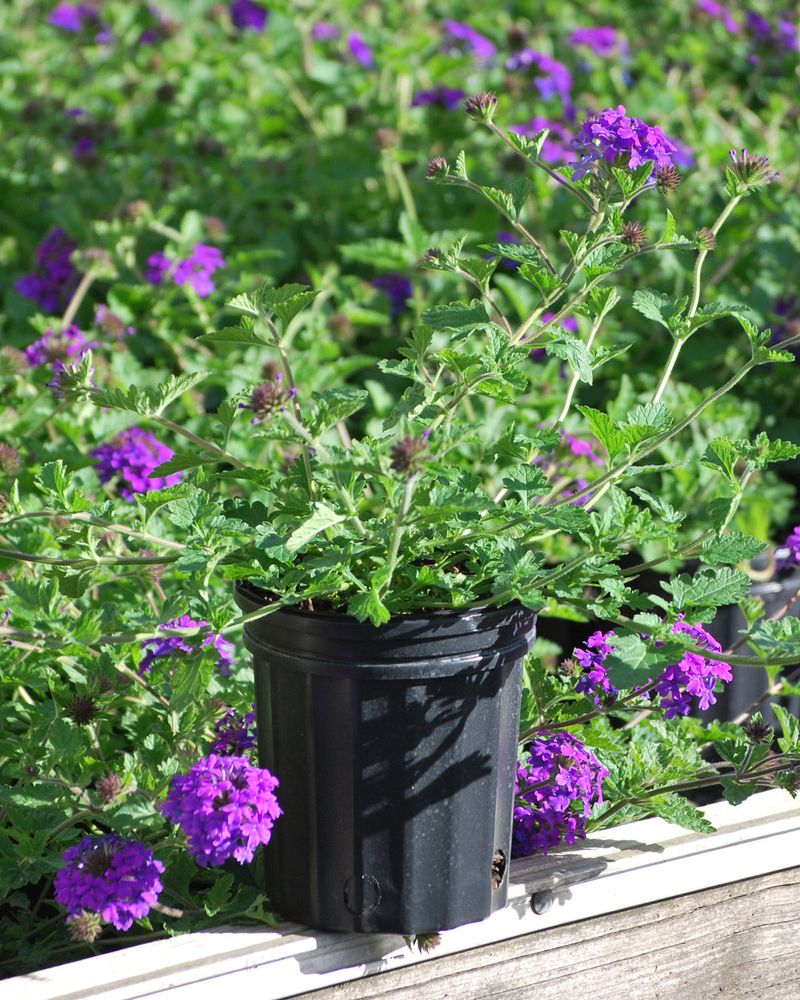 Verbena Produces Continuous Blooms With Moderate Watering