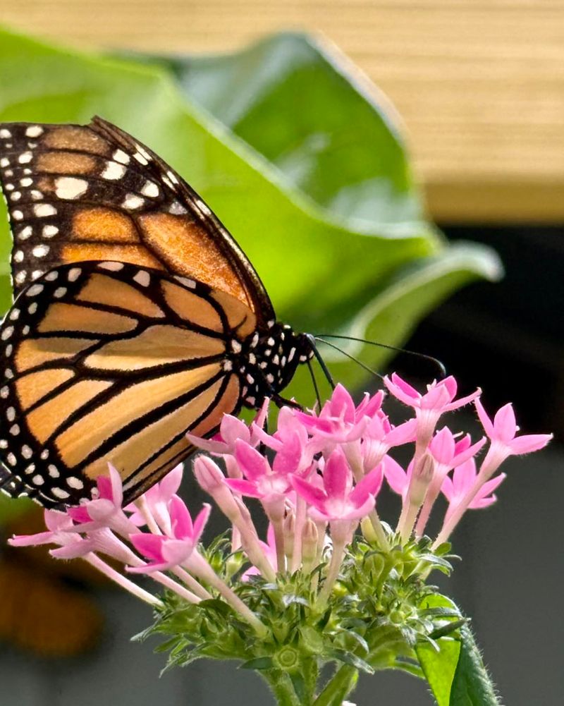 Pentas Thrive In Heat And Keep Butterflies Coming