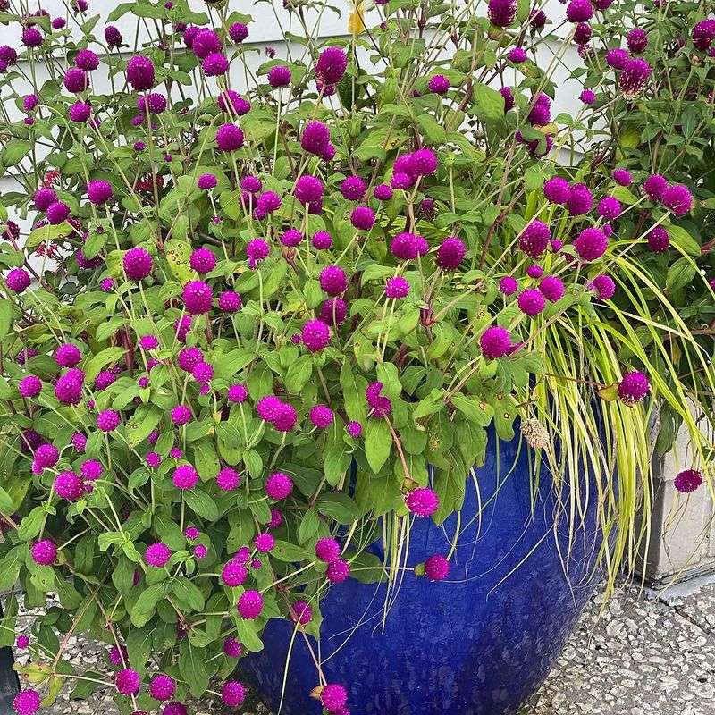 Gomphrena Holds Its Color In The Strongest Sun