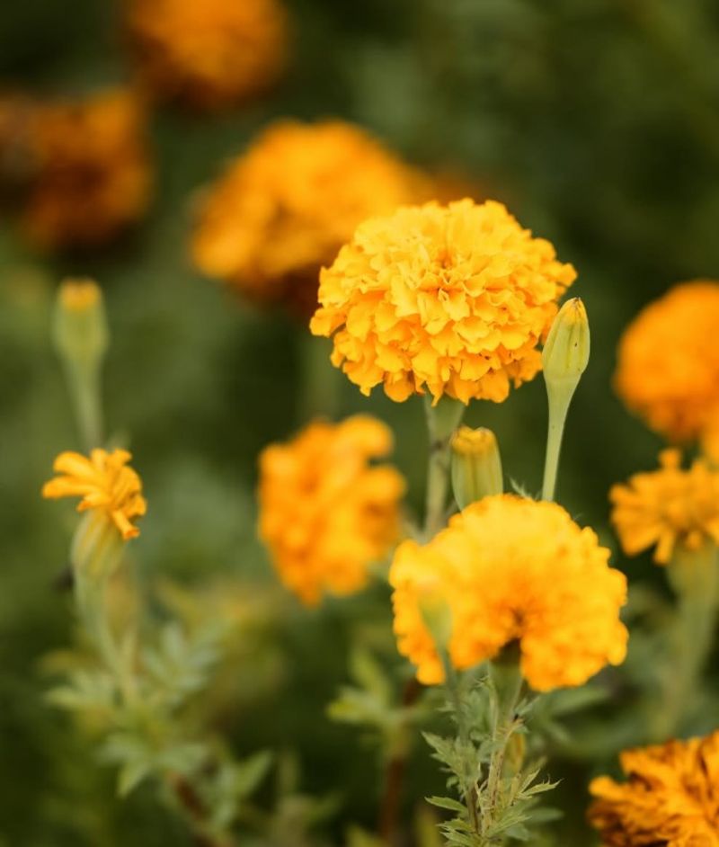 Marigold Dominating Beds With Bold, Sunny Color