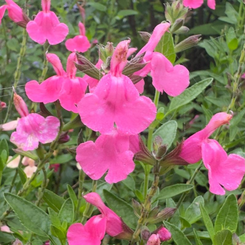 Autumn Sage (Salvia Greggii)