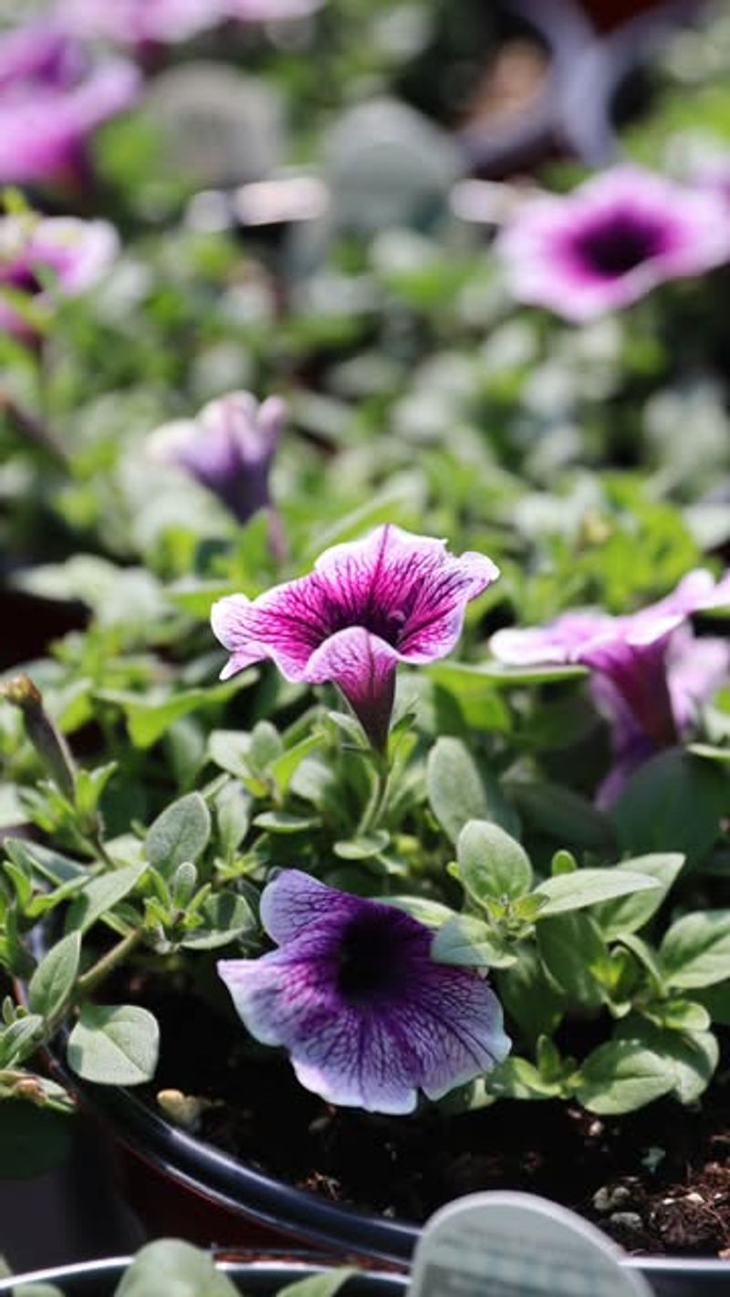 Petunia (Petunia × hybrida)
