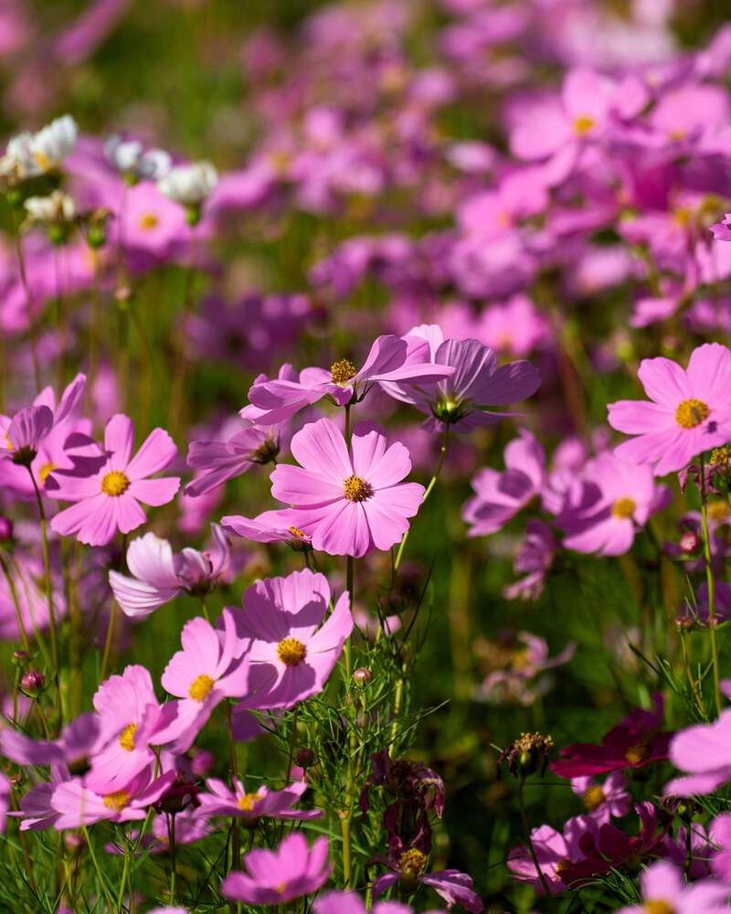 Cosmos (Cosmos bipinnatus)