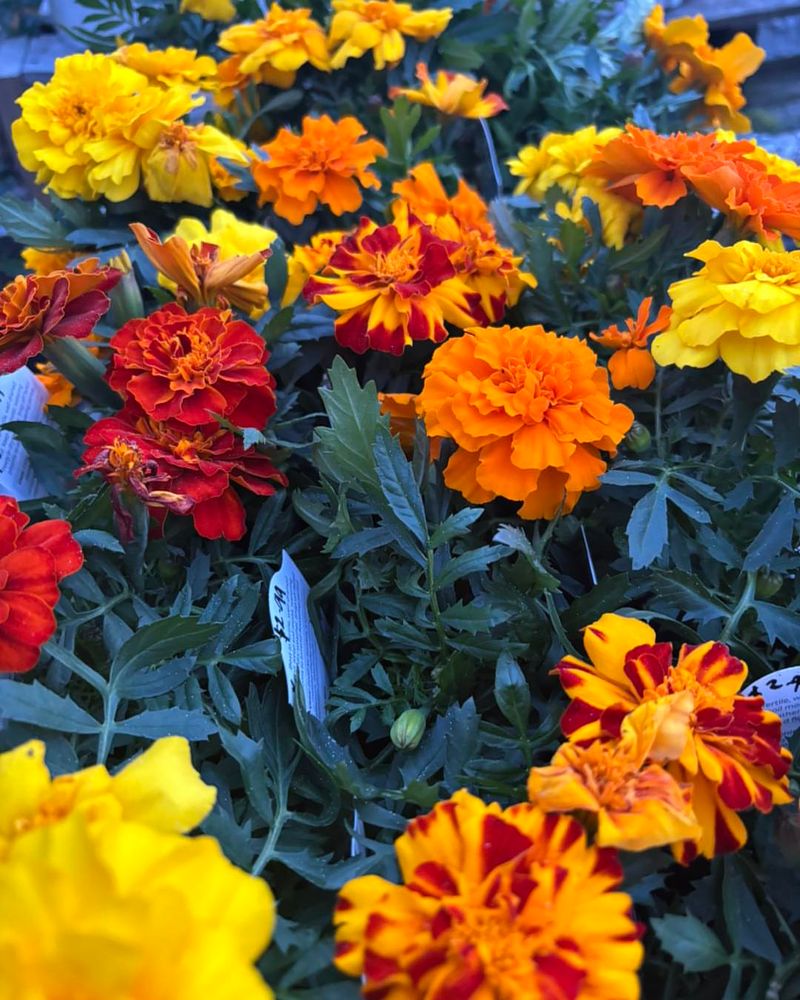 Marigold (Tagetes patula, Tagetes erecta)