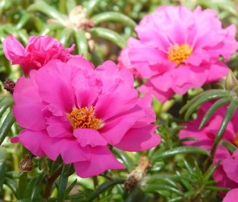 Moss Rose