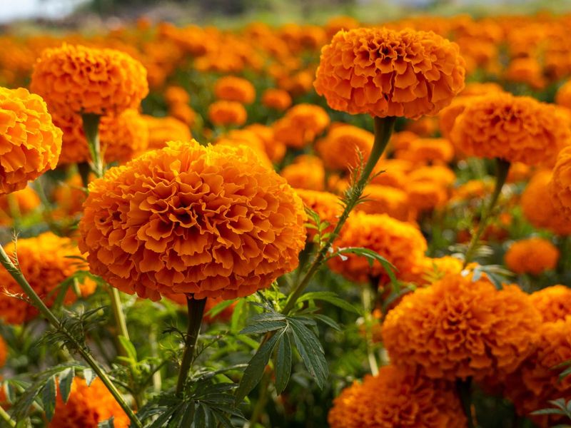 Marigolds