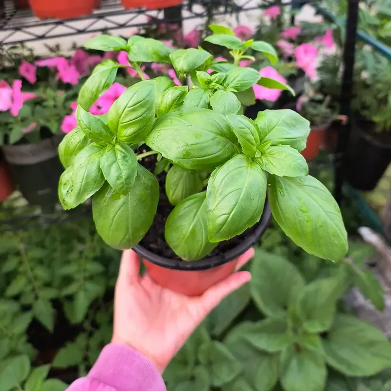 Basil