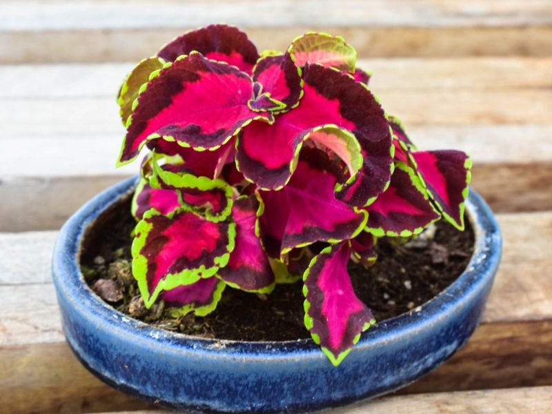 Coleus