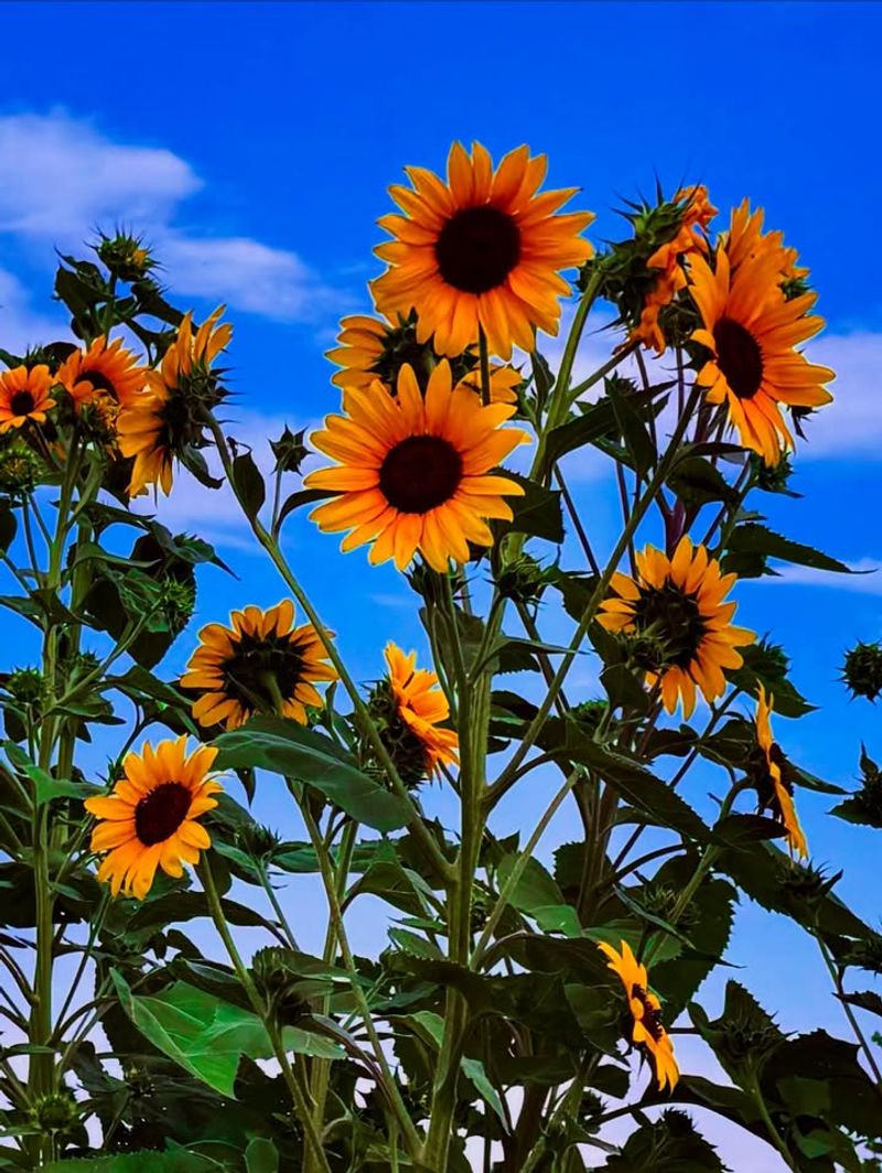 Sunflowers