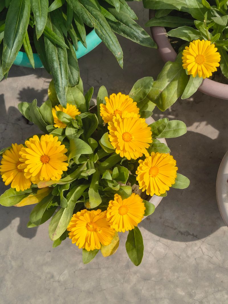Calendulas