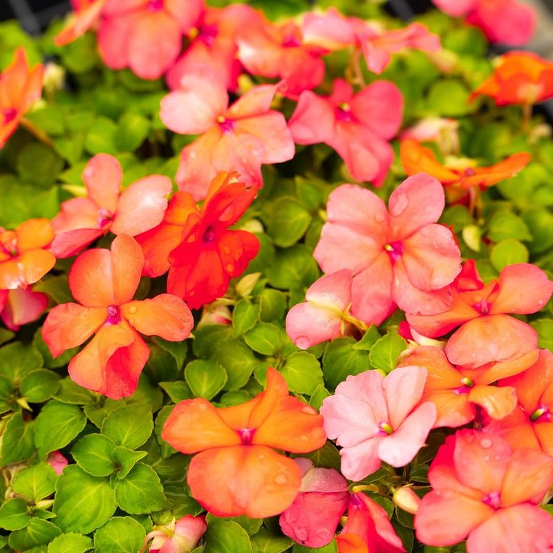 Impatiens