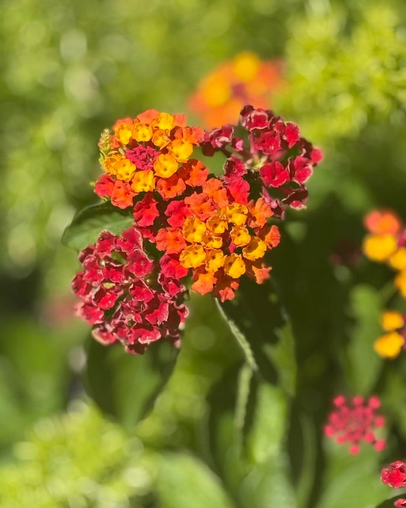 Lantana