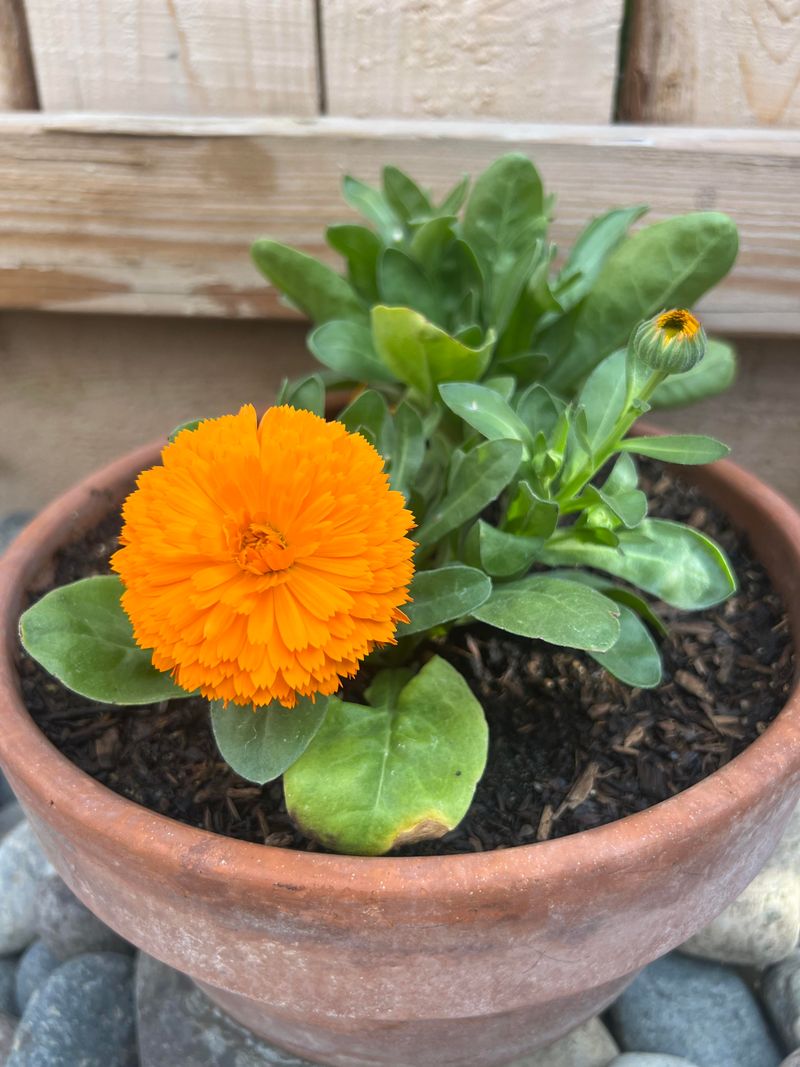 Calendulas