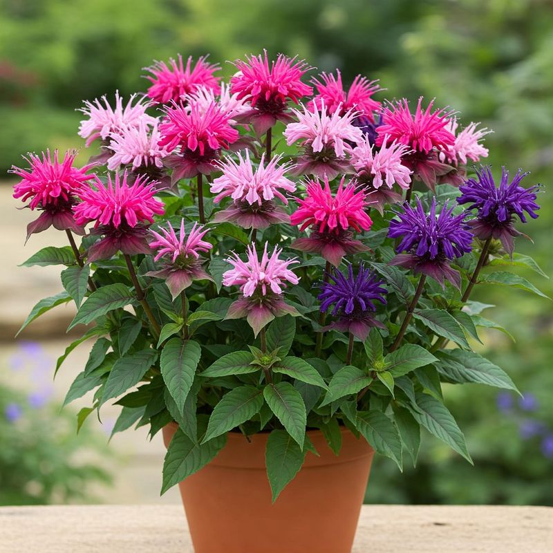 Bee Balm Brings Bees And Butterflies