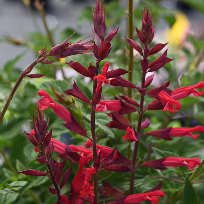 Salvia Helps Beds Look Full And Lively