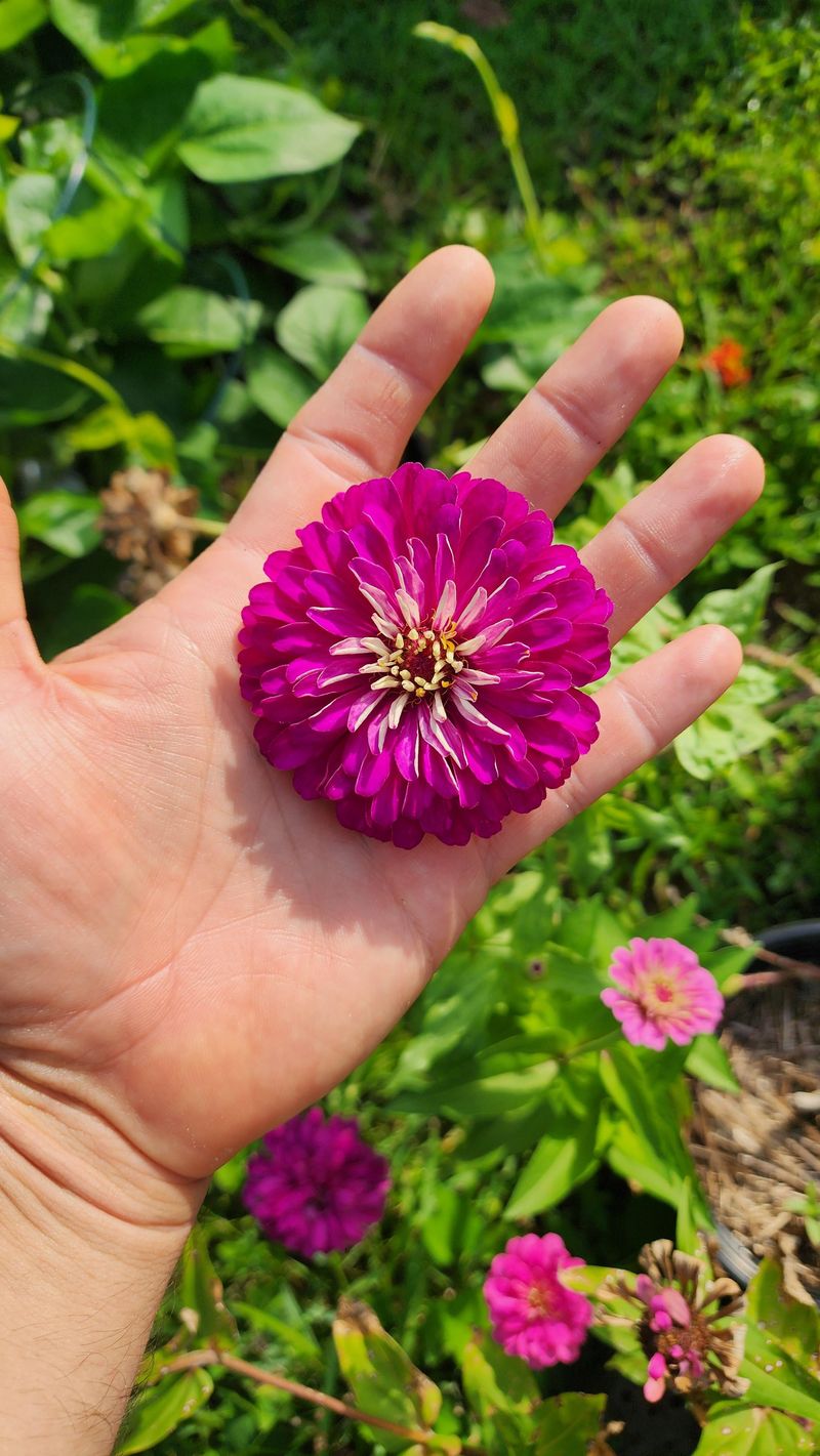 Fast Growth Makes Zinnias Beginner Friendly