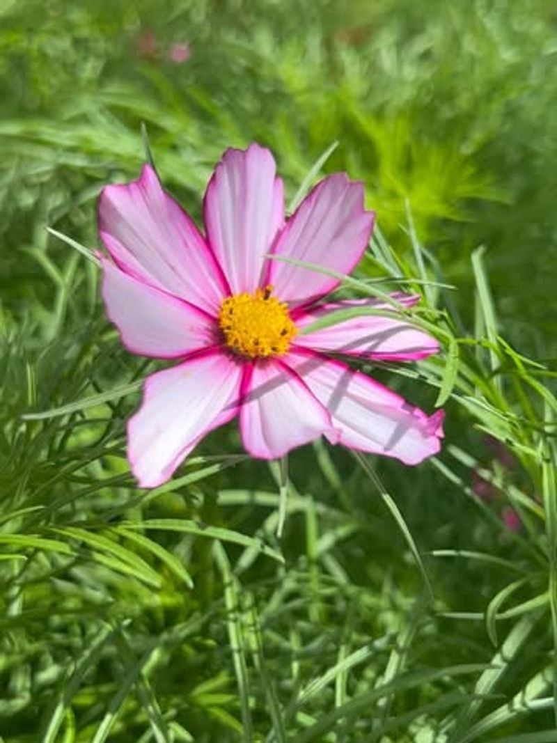 Cosmos Bring In Beneficial Insects That Reduce Pest Populations