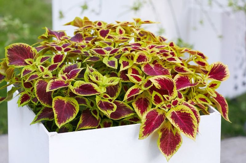 Coleus Gets Fuller Early On