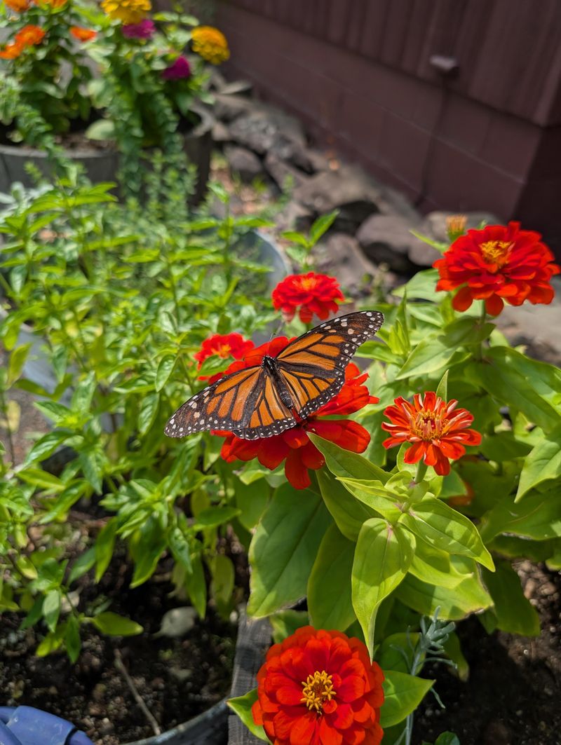 Zinnias Attract Pollinators To The Garden