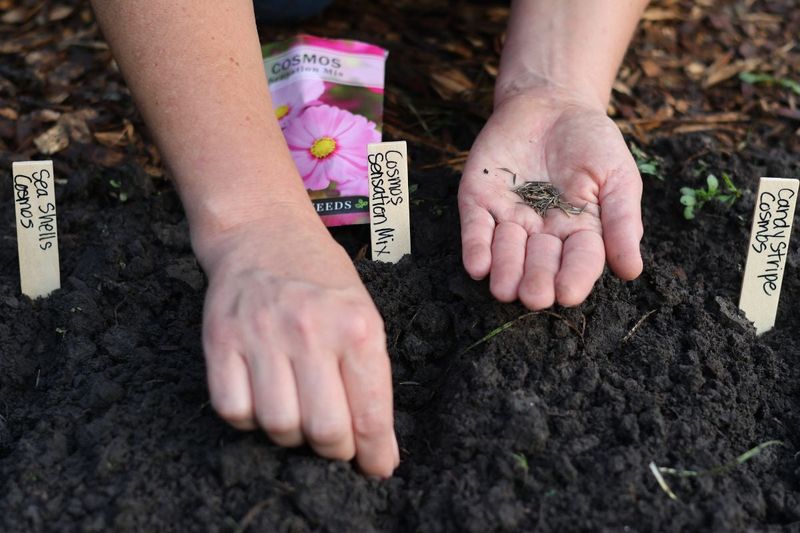 Cosmos Add Light, Airy Blooms With Little Effort