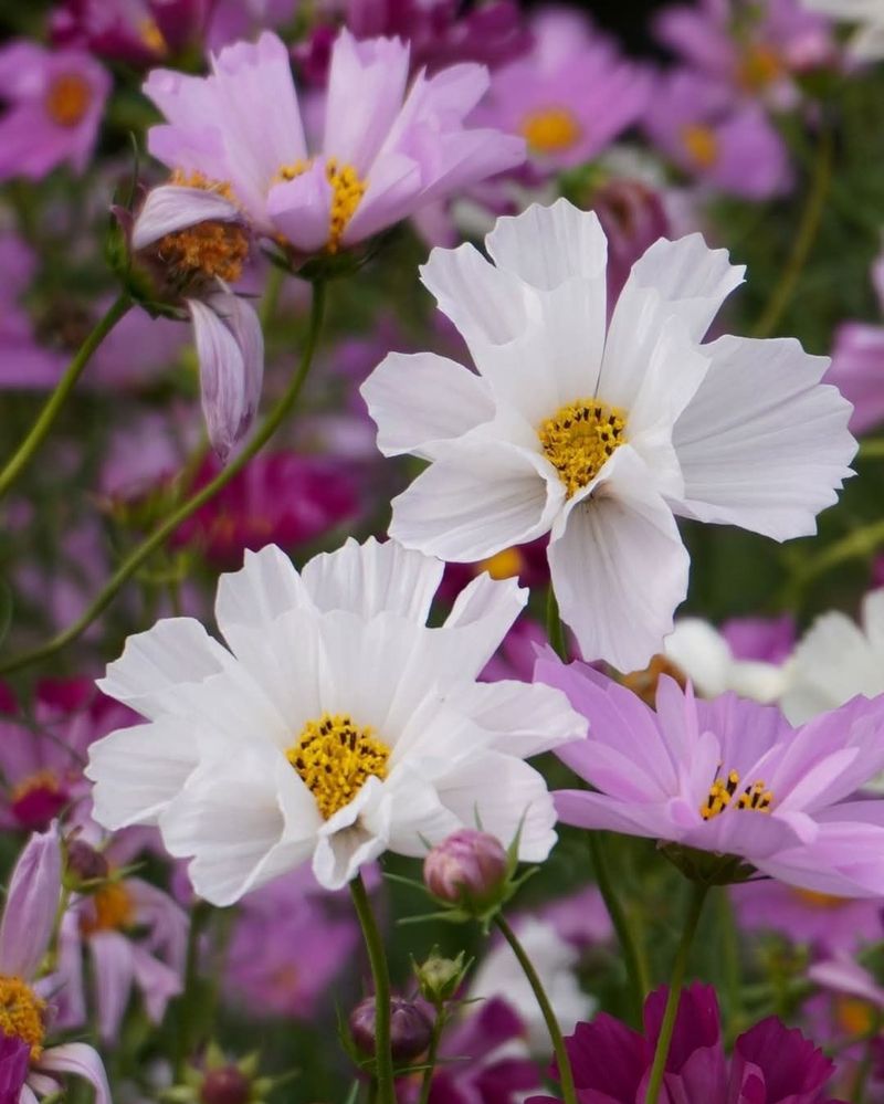 Cosmos Add Soft Summer Charm