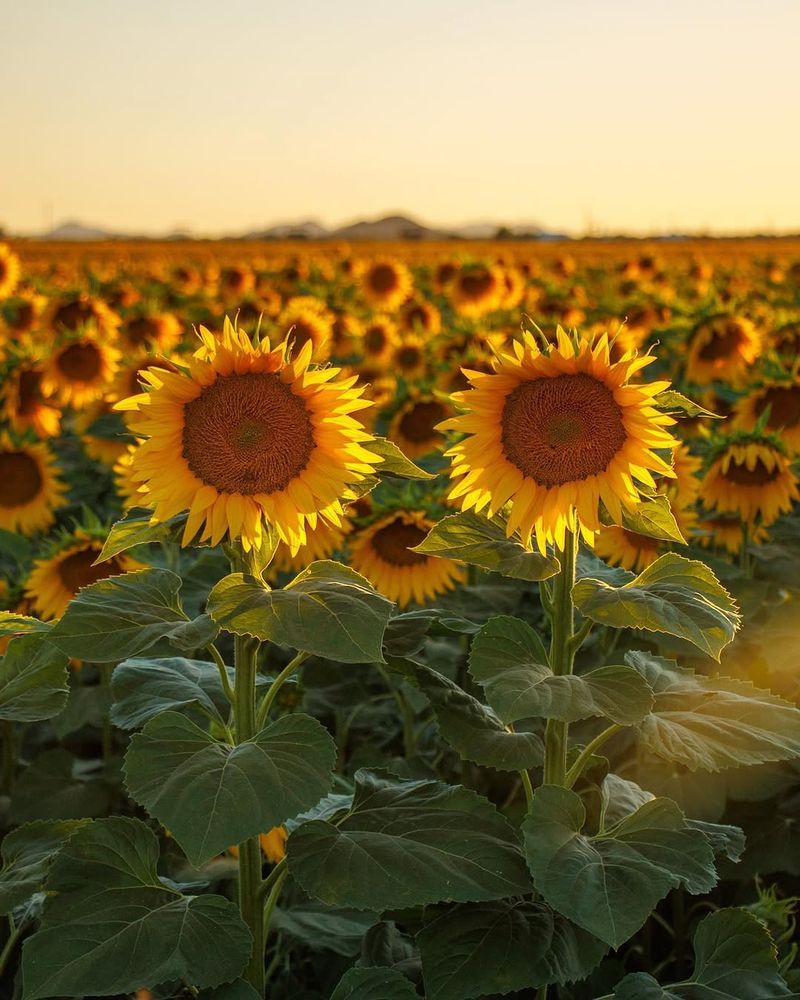 Sunflowers Tower Above With Sun-Loving Blooms