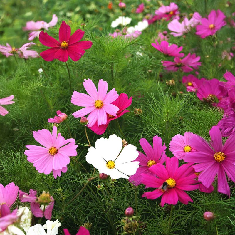 Cosmos Add Airy Blooms And Garden Charm