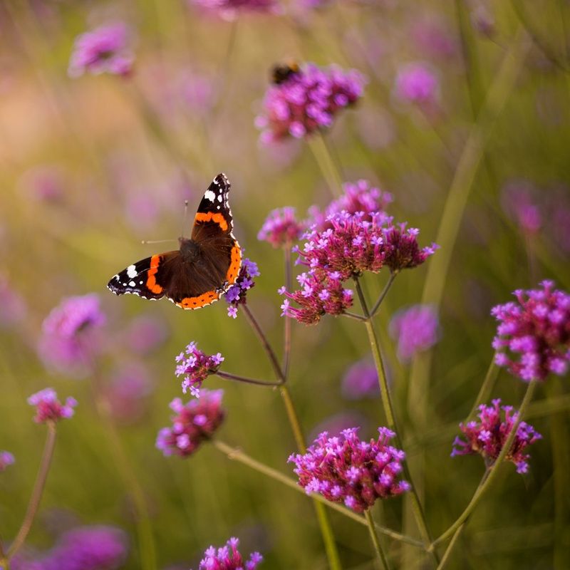 Verbena Keeps The June Garden Looking Open For Business