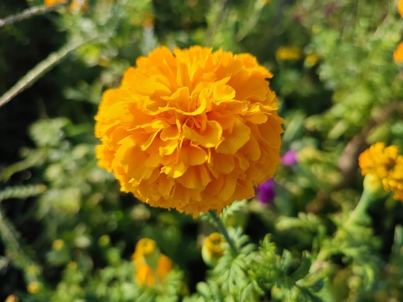 Marigolds Add Bright Blooms And Easy Care