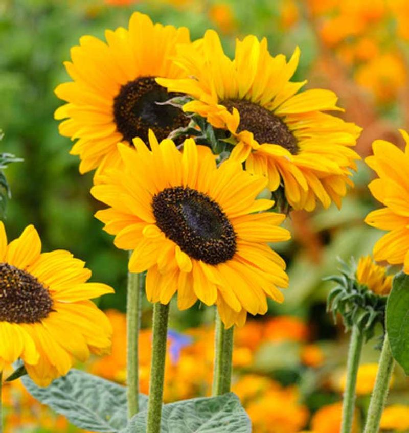 Sunflowers Bring Tall Stems And Bold Summer Color