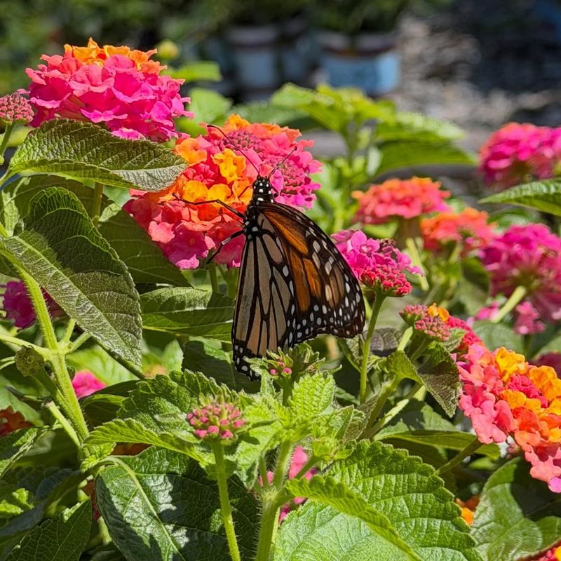 Lantana Attracts Constant Pollinator Activity