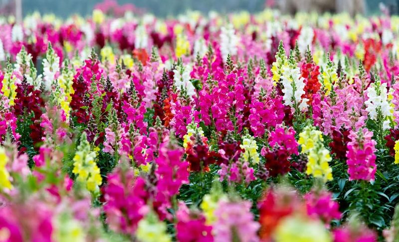 Snapdragons For Cool-Season Color Spikes