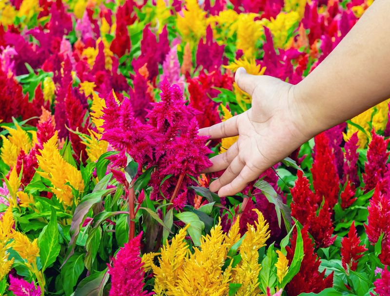 Celosia For Heat-Loving Texture