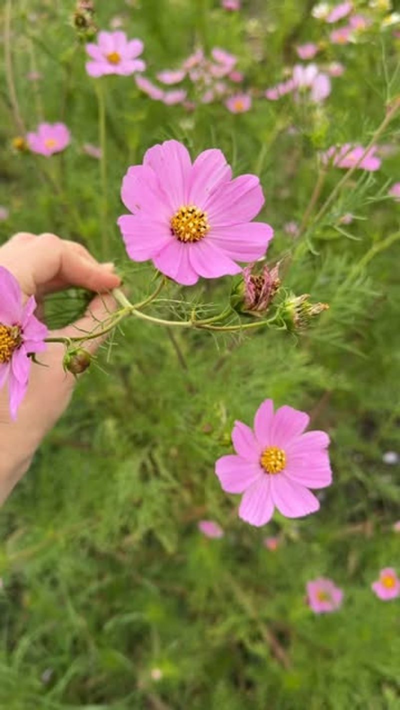 Cosmos Produce Continuous Flowers In Warm Weather