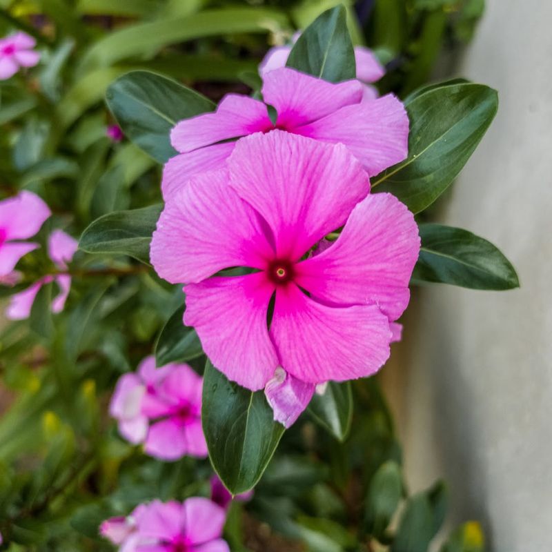 Madagascar Periwinkle Handles Heat Without Slowing Down