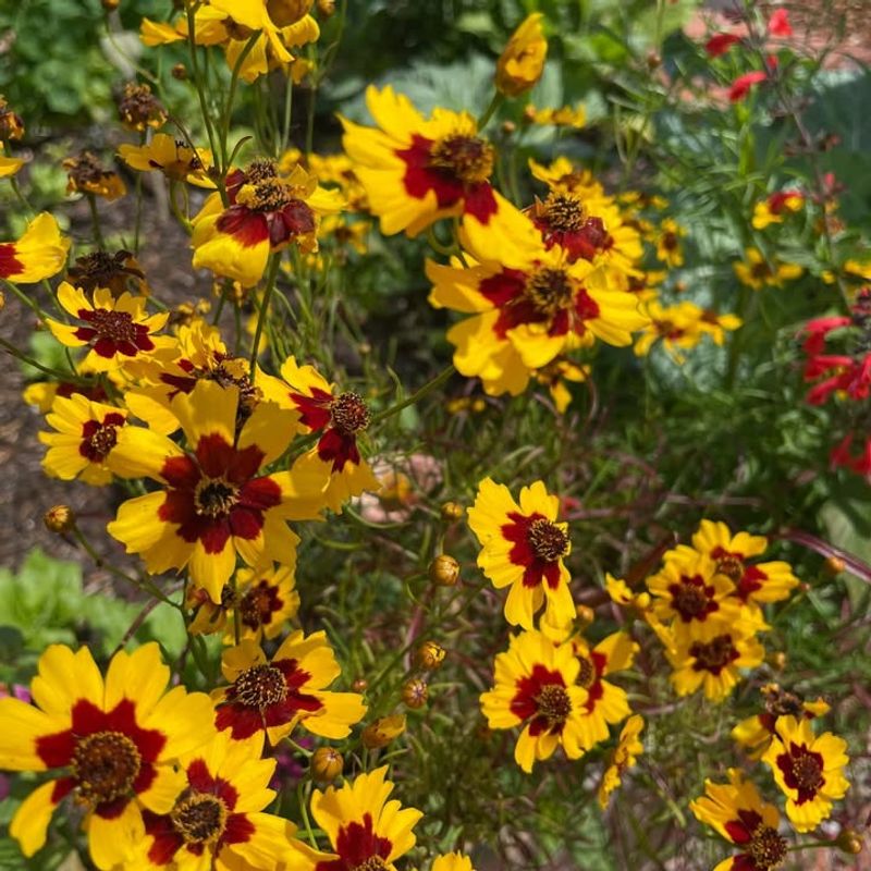 Coreopsis Thrives In Sandy Florida Soil