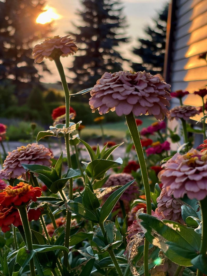 Zinnias Adapt Well To Florida's Sandy Soils