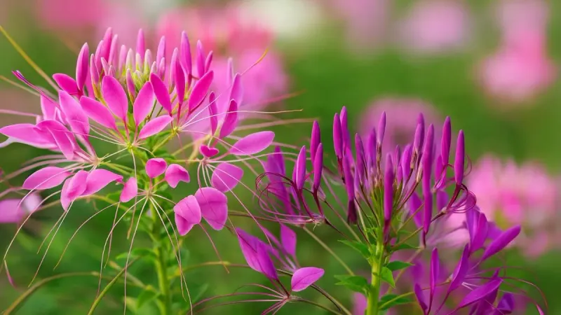 Cleome Comes Back Bold And Tall