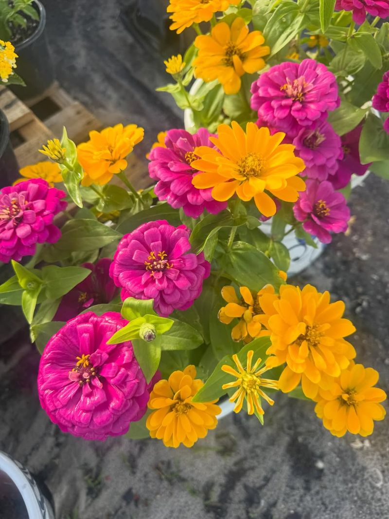 Zinnias Bloom Continuously Through Summer