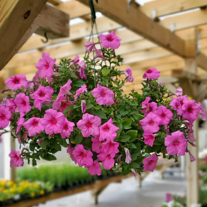 Petunias (Petunia Spp.)